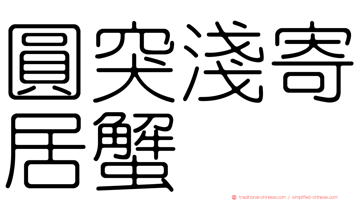 圓突淺寄居蟹