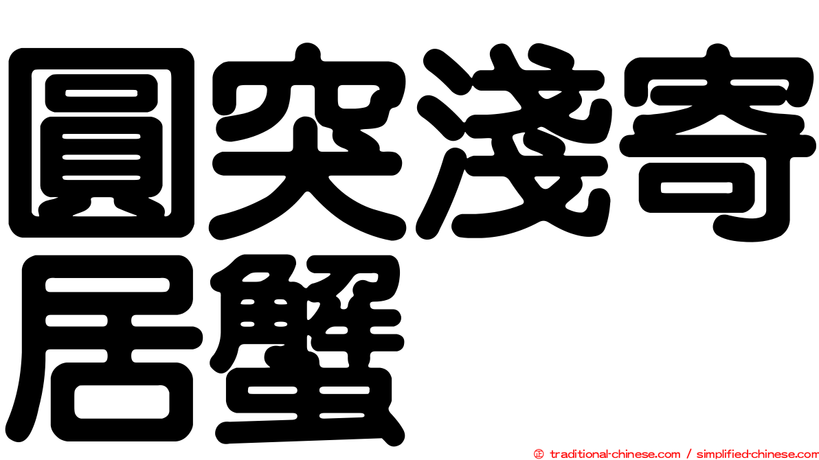 圓突淺寄居蟹