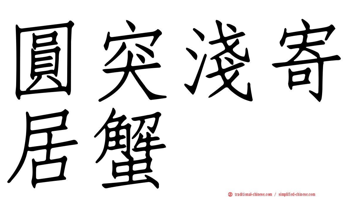 圓突淺寄居蟹
