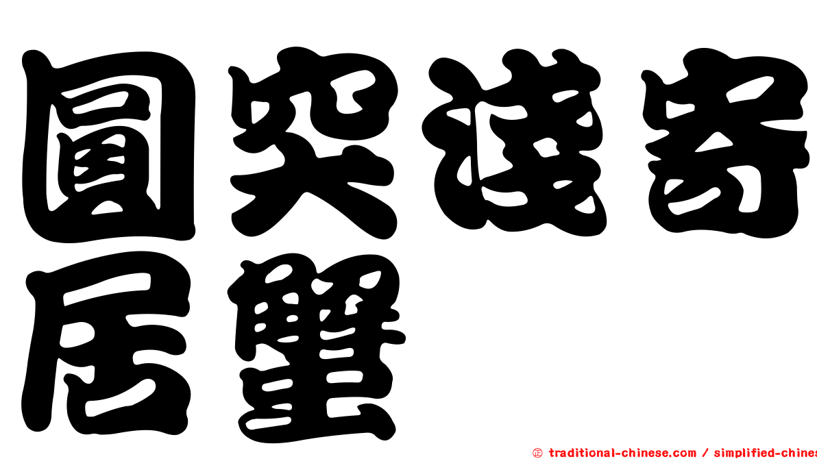 圓突淺寄居蟹