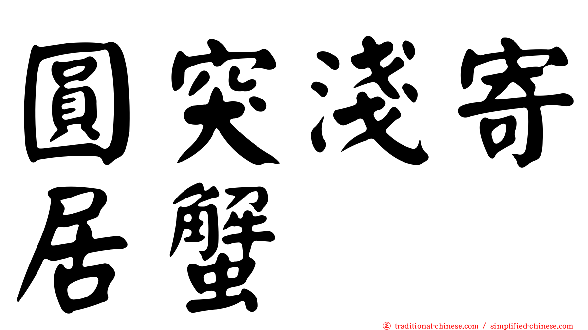 圓突淺寄居蟹