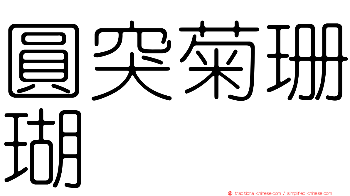 圓突菊珊瑚