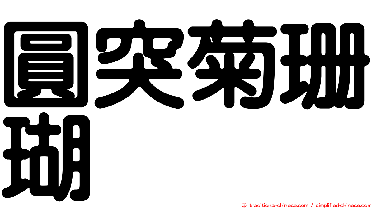 圓突菊珊瑚