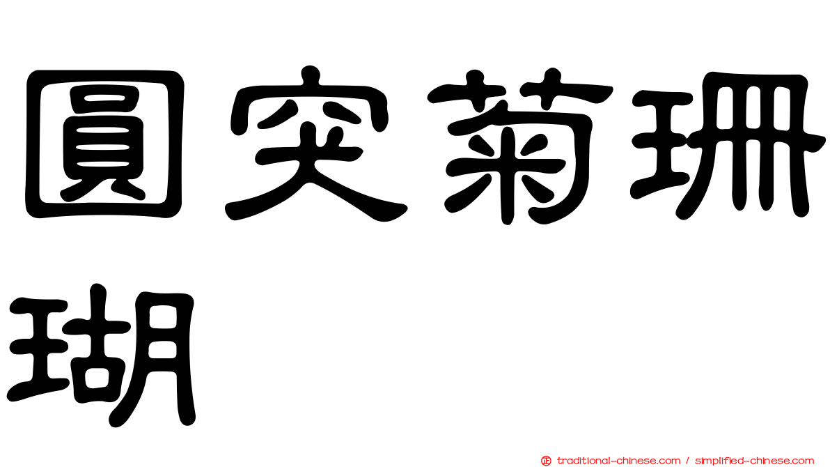 圓突菊珊瑚