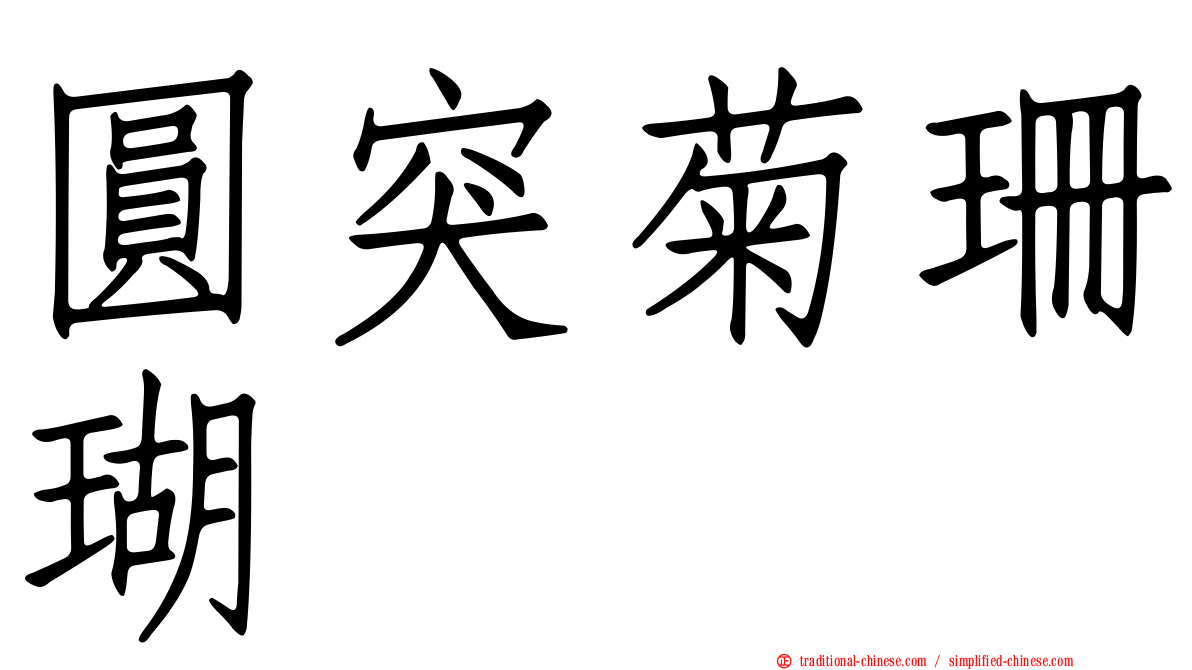圓突菊珊瑚