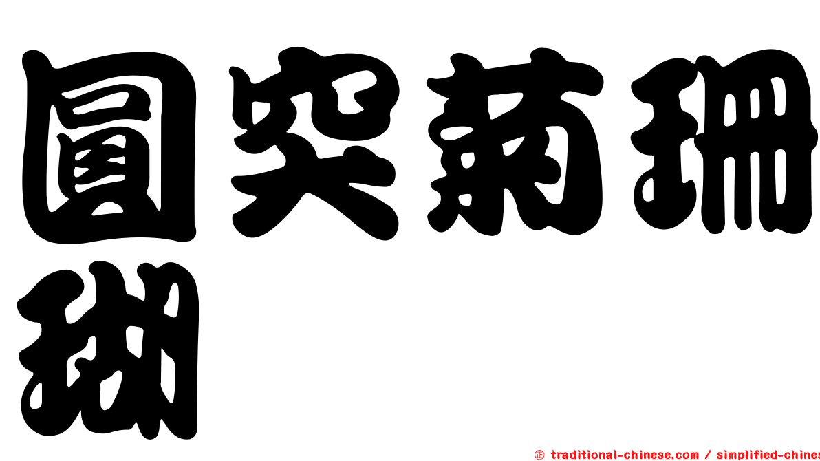 圓突菊珊瑚