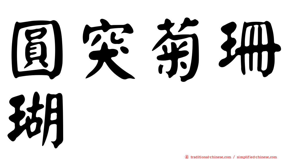 圓突菊珊瑚