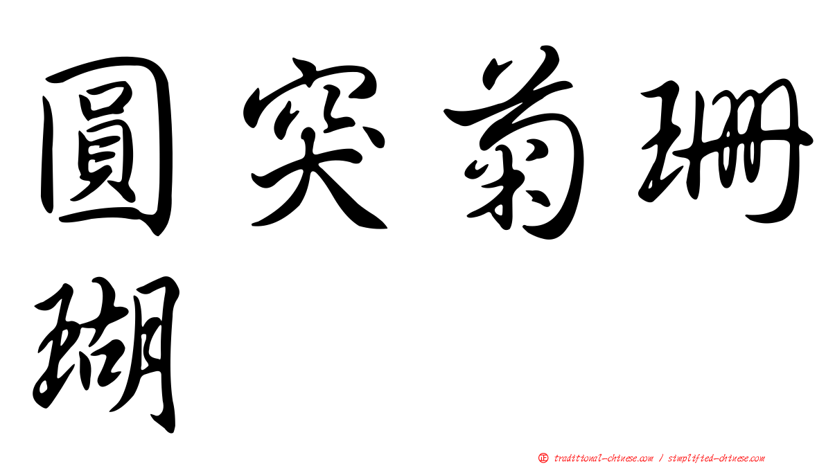 圓突菊珊瑚
