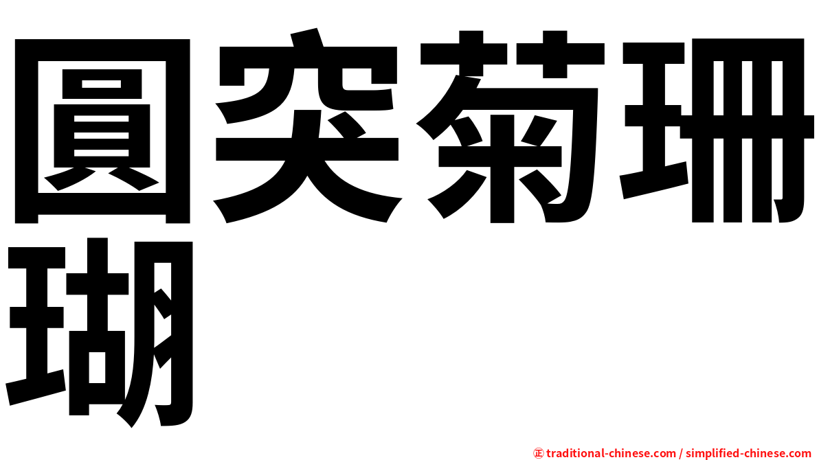圓突菊珊瑚