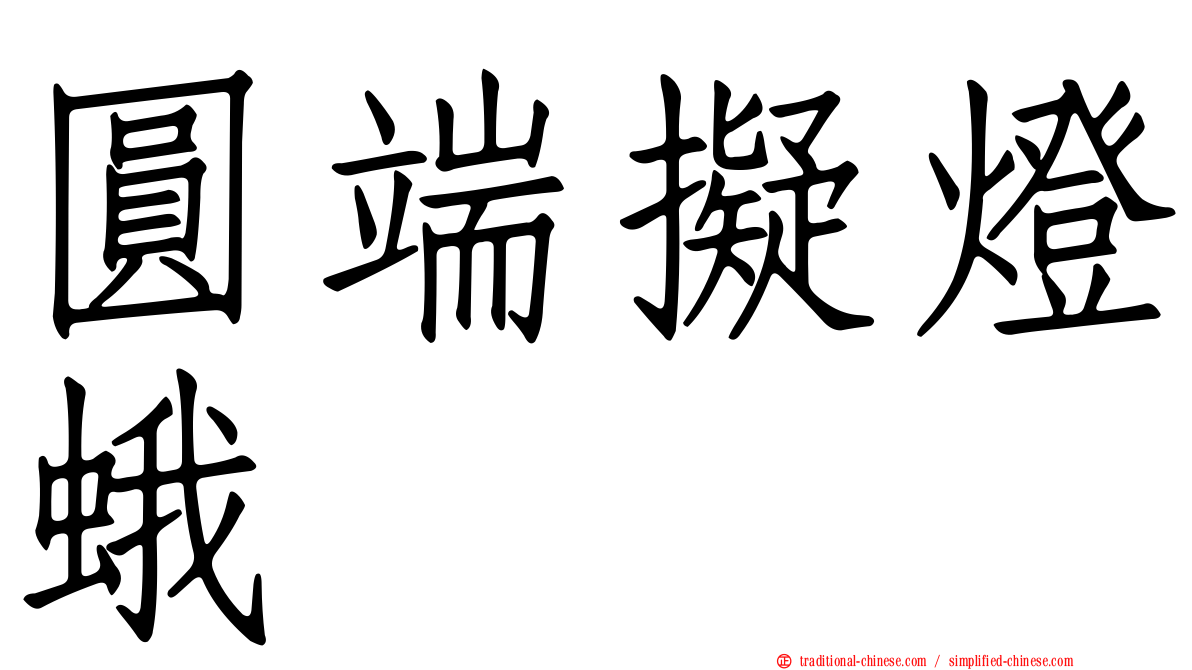 圓端擬燈蛾