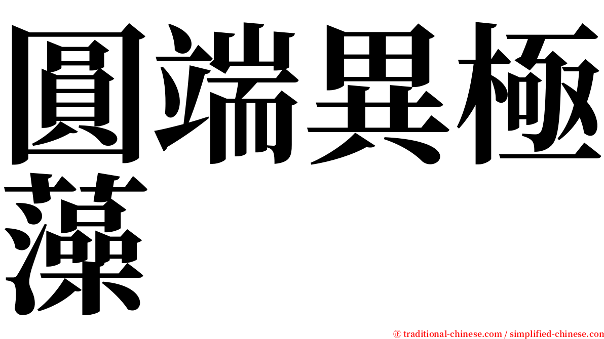 圓端異極藻 serif font