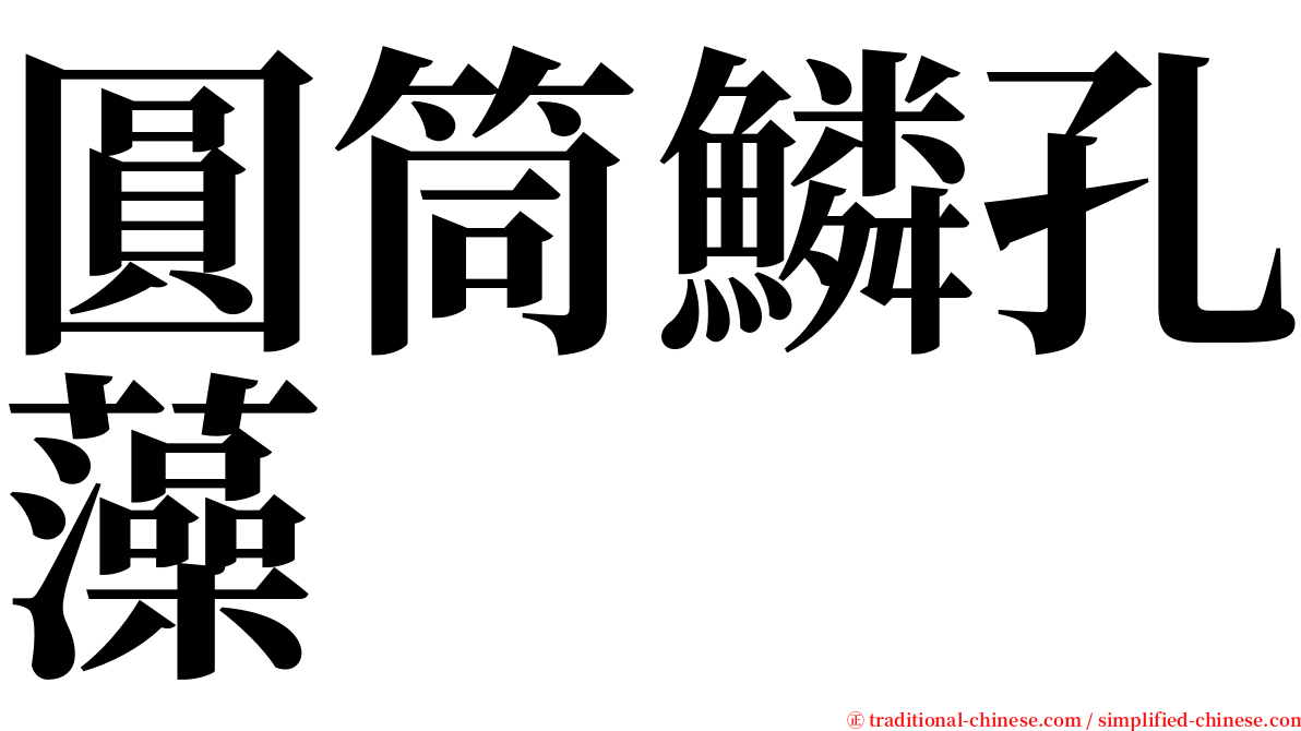 圓筒鱗孔藻 serif font