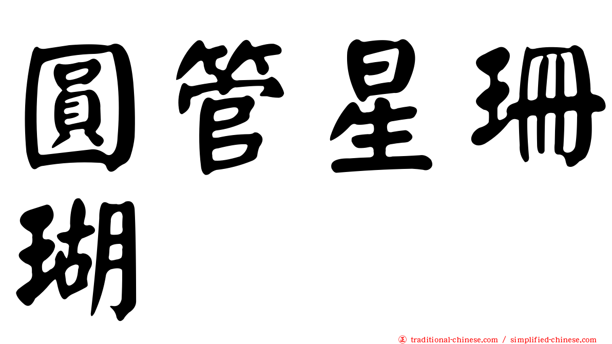 圓管星珊瑚