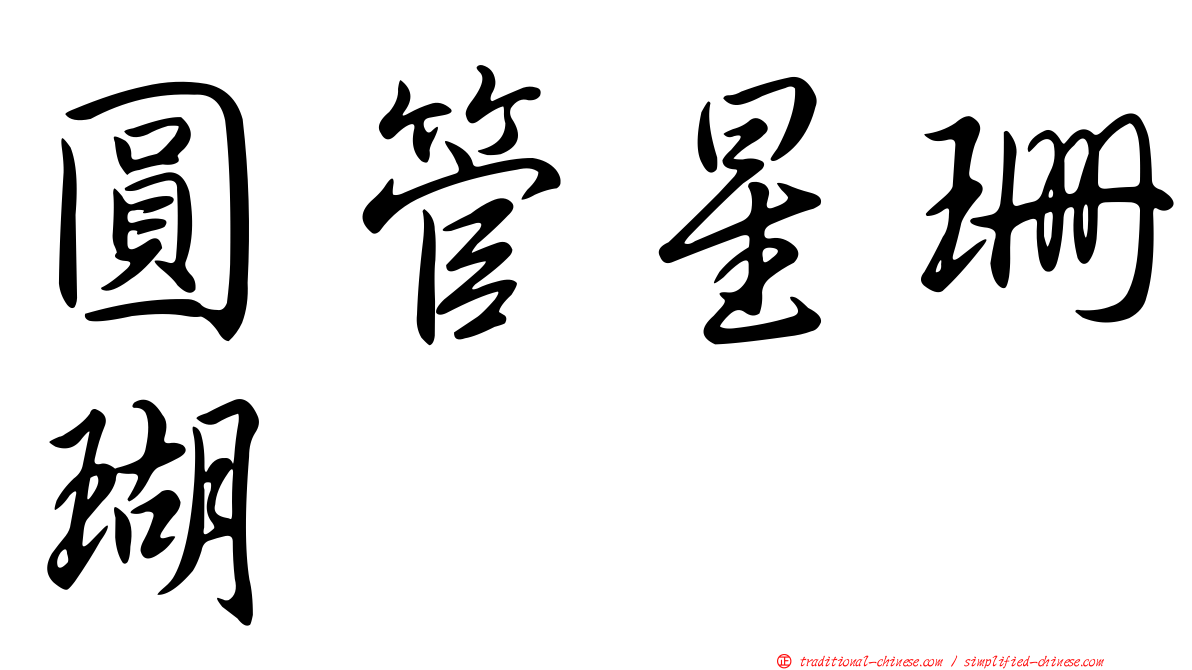 圓管星珊瑚