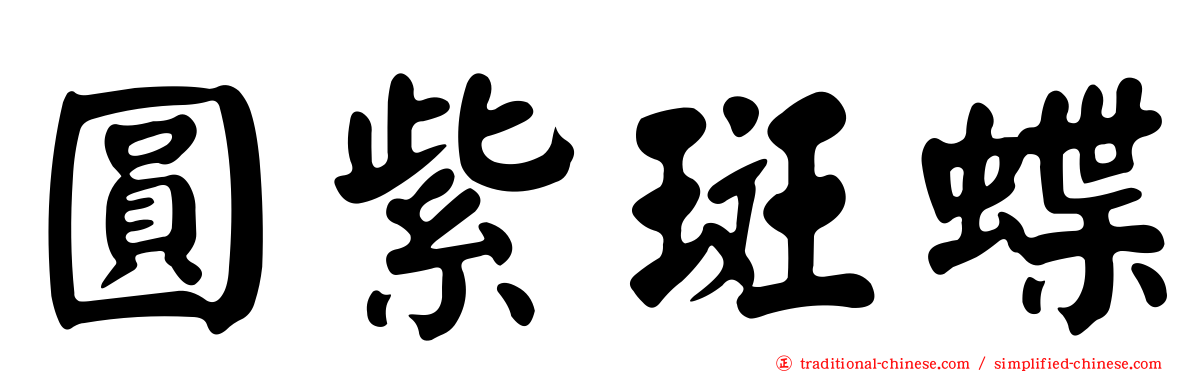 圓紫斑蝶