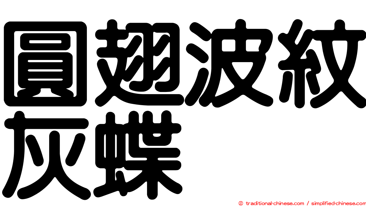 圓翅波紋灰蝶