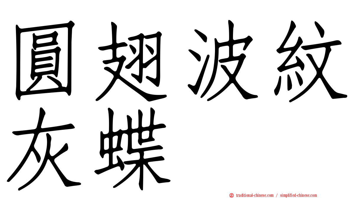 圓翅波紋灰蝶
