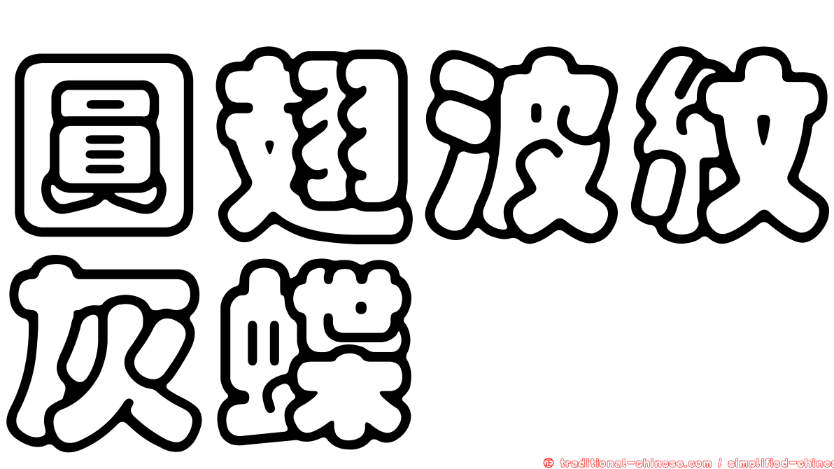圓翅波紋灰蝶