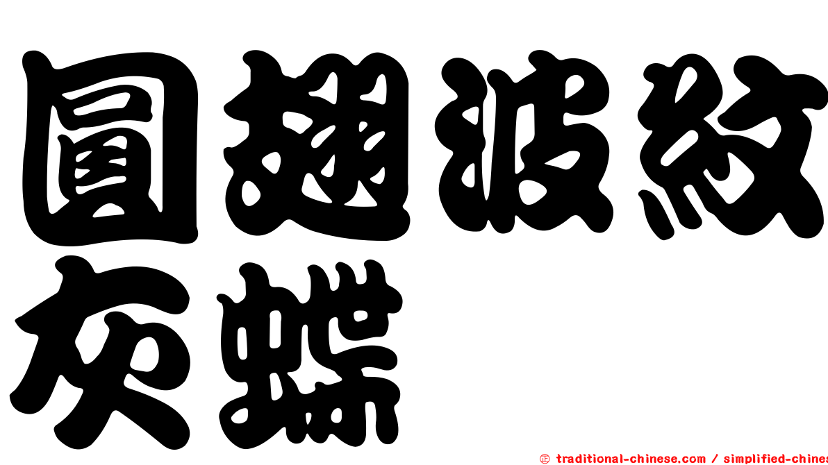 圓翅波紋灰蝶