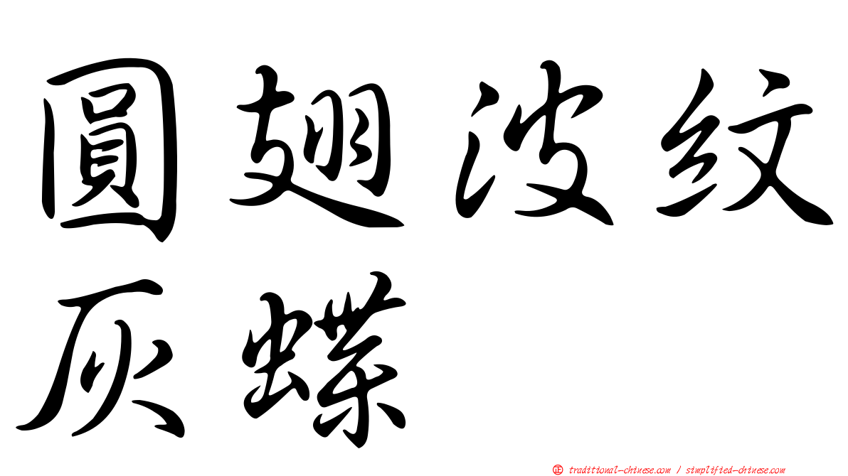 圓翅波紋灰蝶