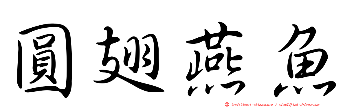 圓翅燕魚