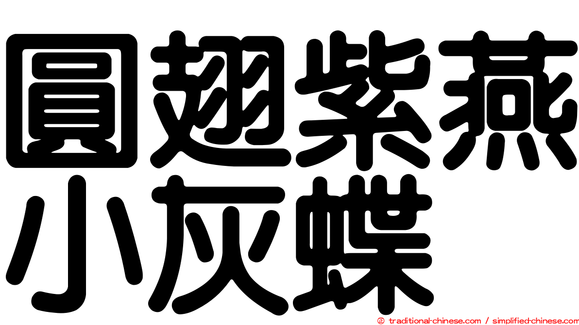 圓翅紫燕小灰蝶