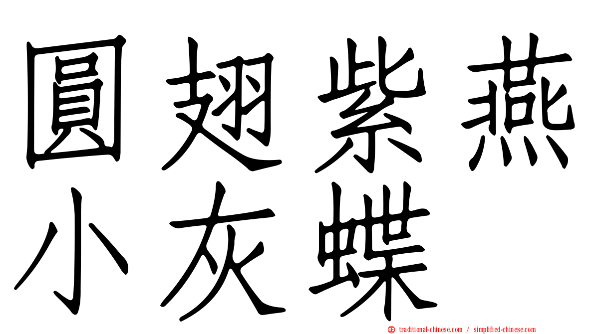 圓翅紫燕小灰蝶