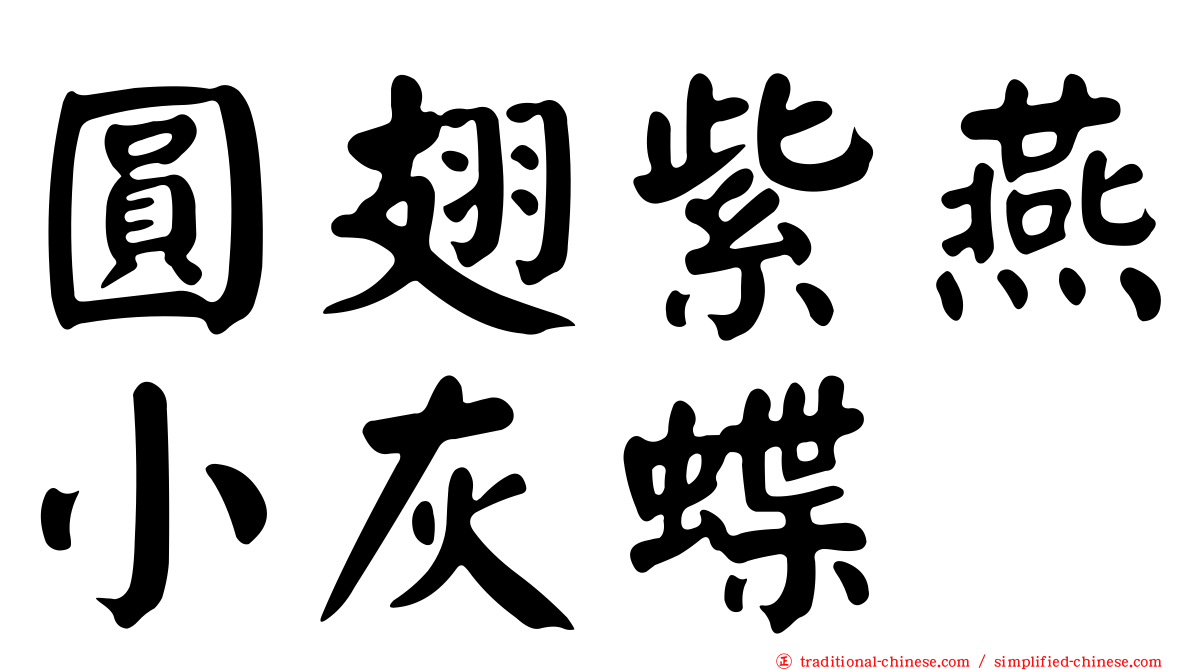 圓翅紫燕小灰蝶