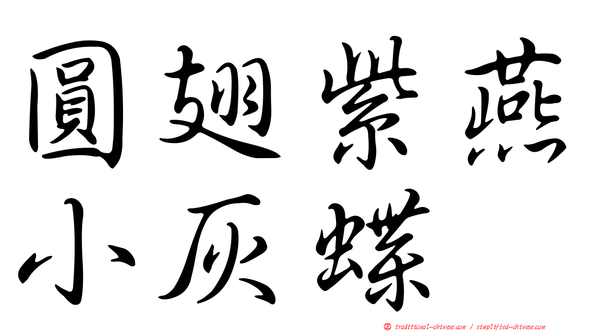 圓翅紫燕小灰蝶
