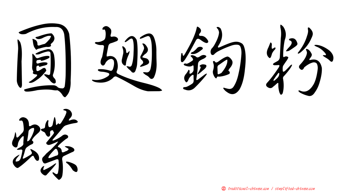 圓翅鉤粉蝶