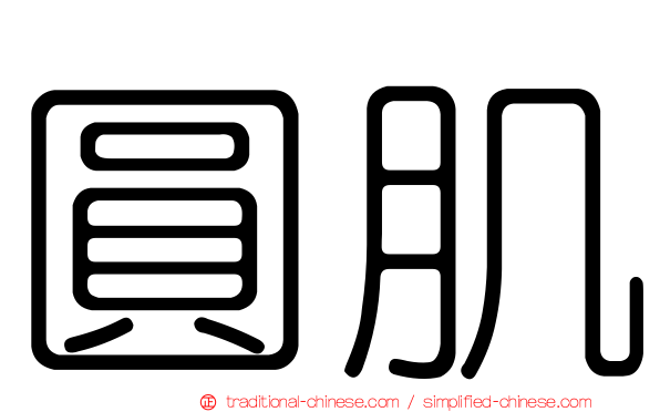 圓肌