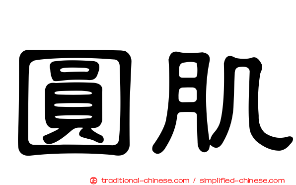 圓肌