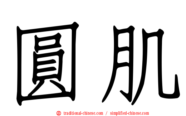 圓肌