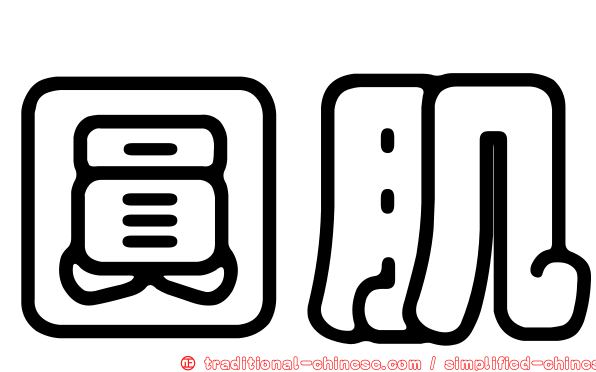 圓肌