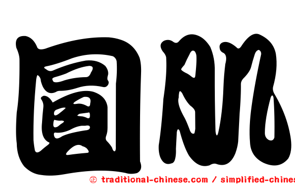 圓肌