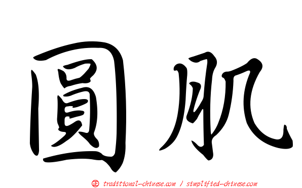 圓肌