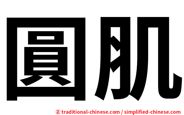 圓肌