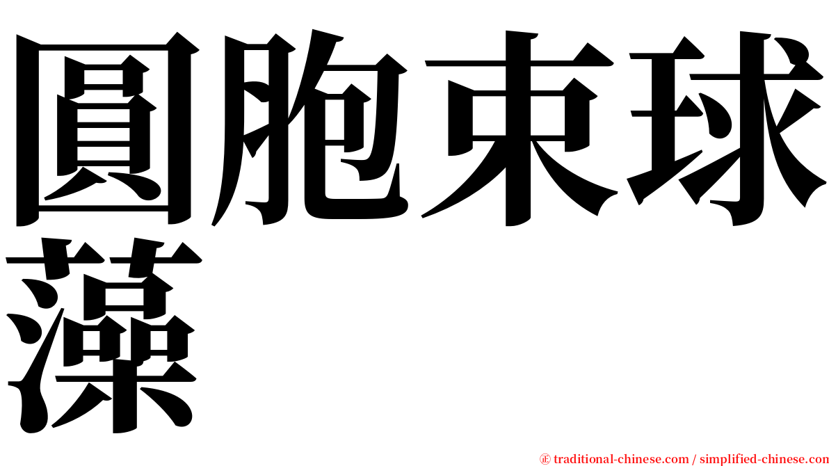 圓胞束球藻 serif font
