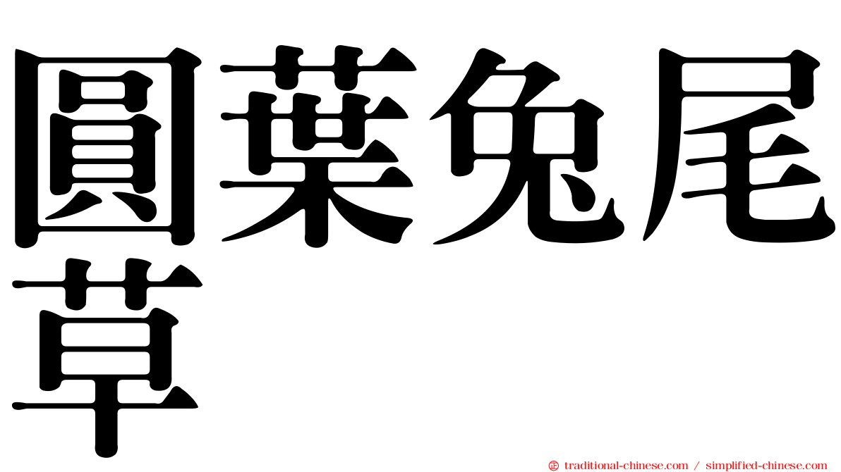 圓葉兔尾草