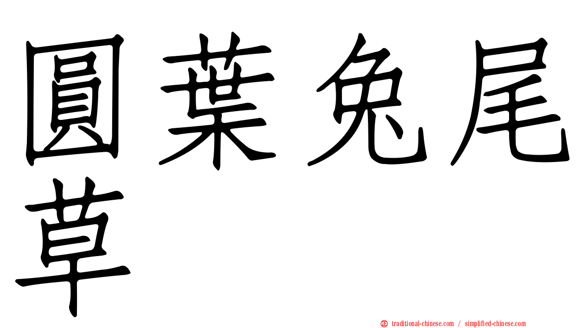 圓葉兔尾草