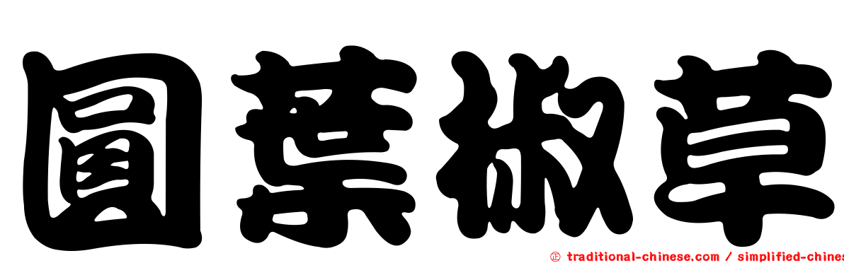圓葉椒草