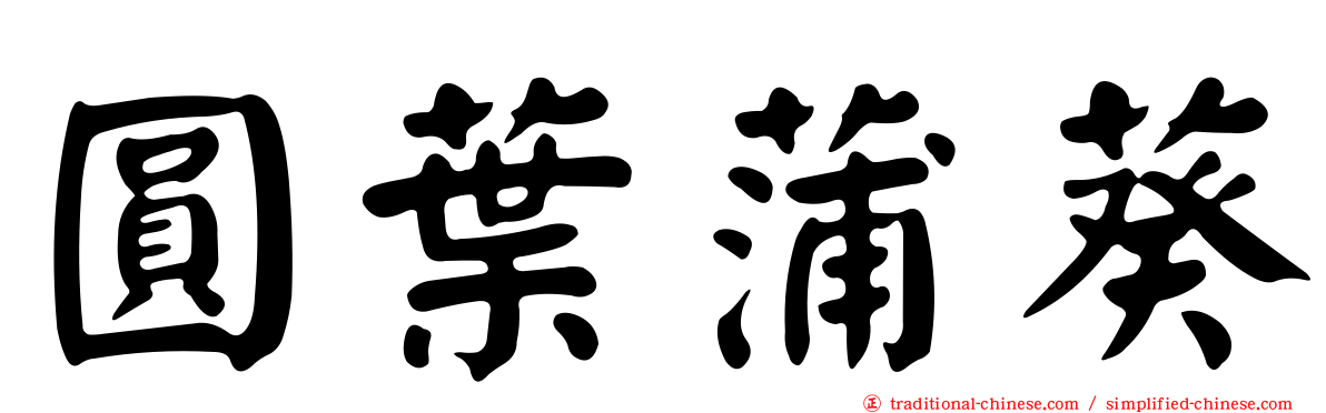 圓葉蒲葵