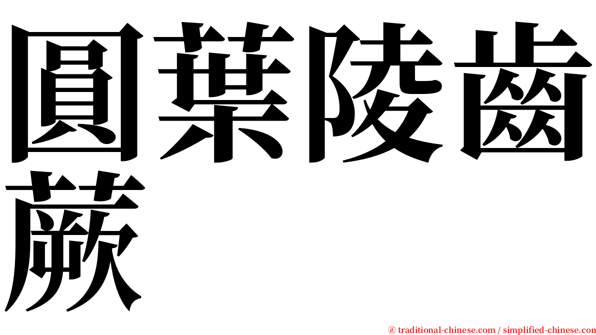 圓葉陵齒蕨 serif font