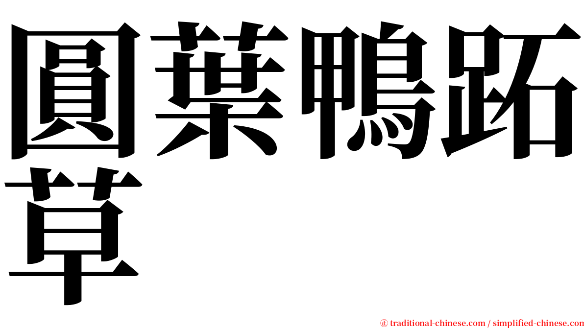 圓葉鴨跖草 serif font