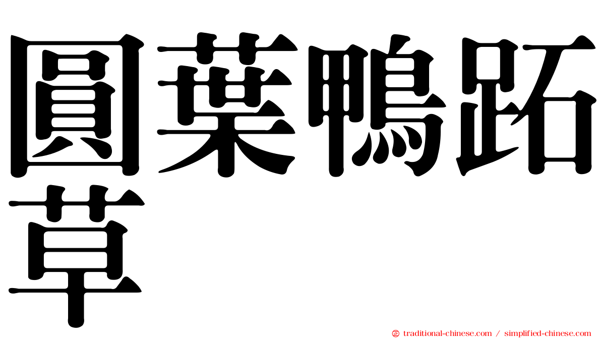 圓葉鴨跖草
