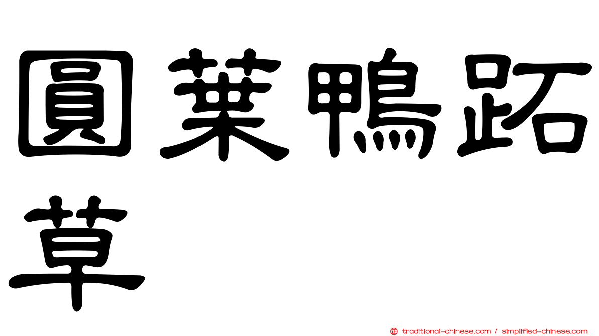 圓葉鴨跖草