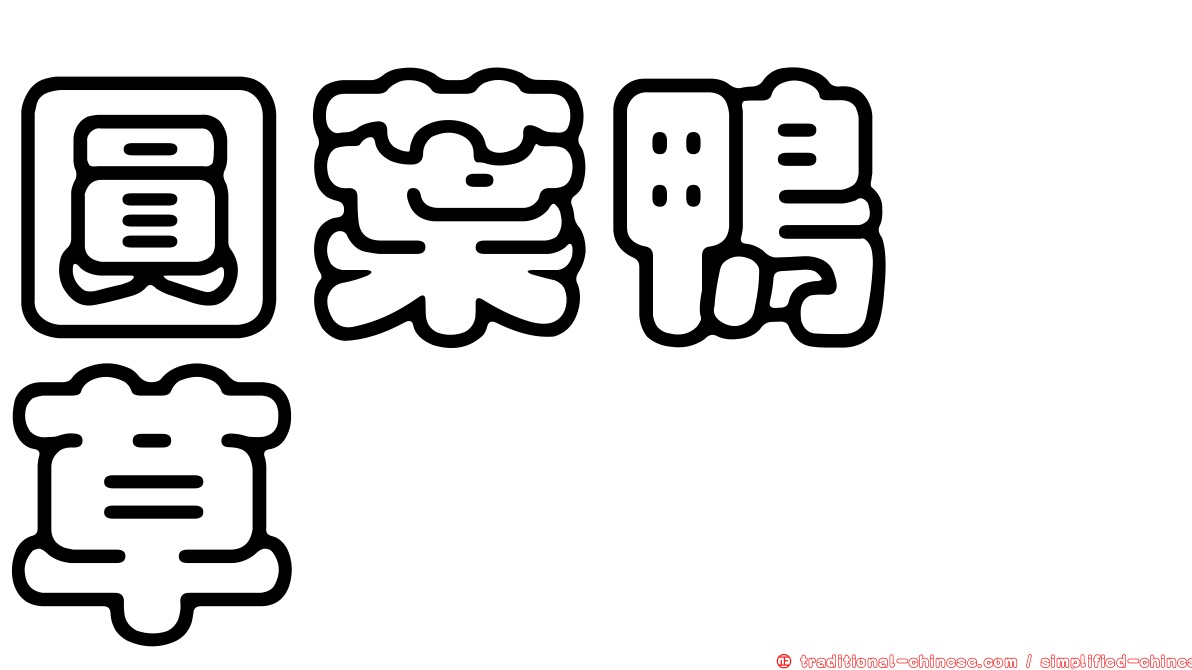 圓葉鴨跖草