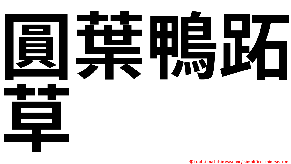 圓葉鴨跖草