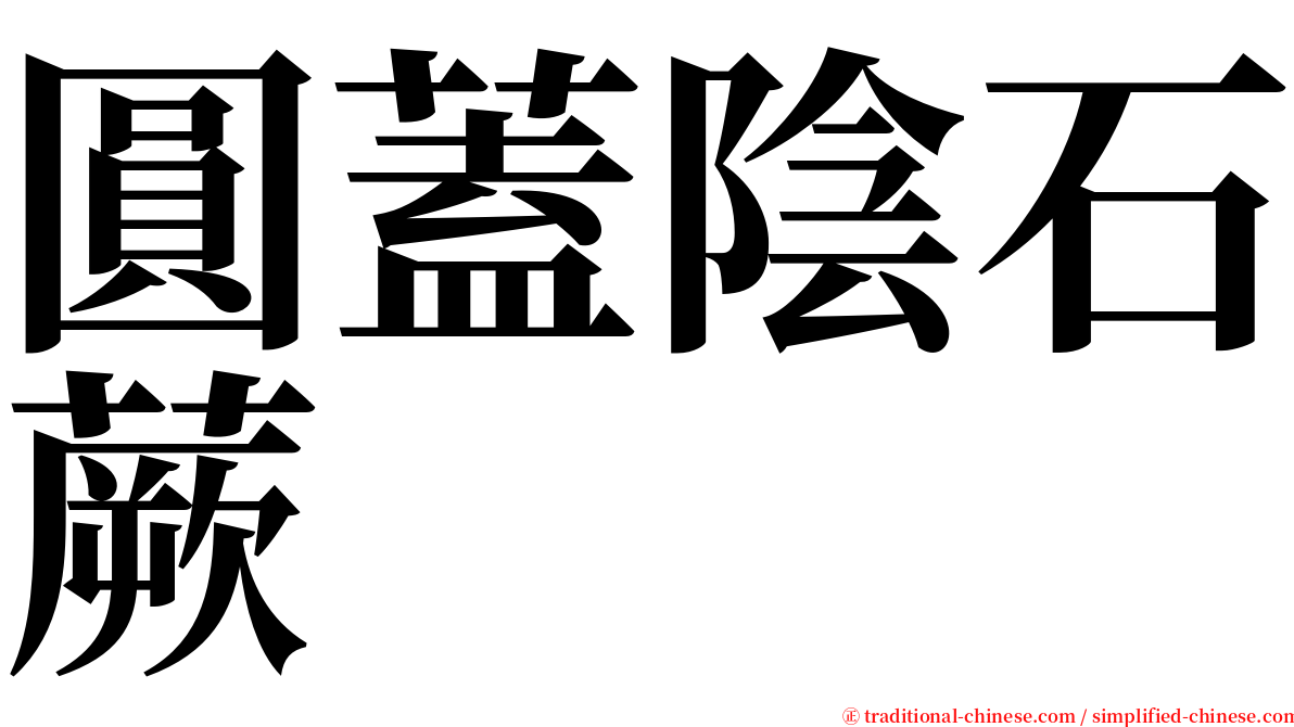圓蓋陰石蕨 serif font