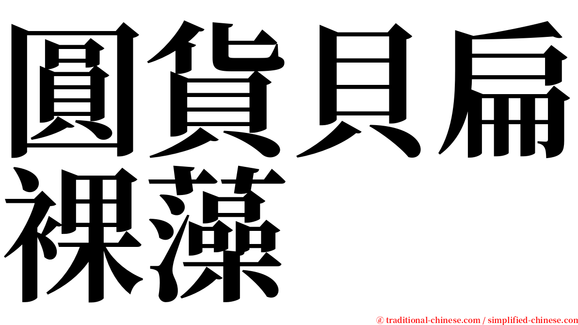 圓貨貝扁裸藻 serif font